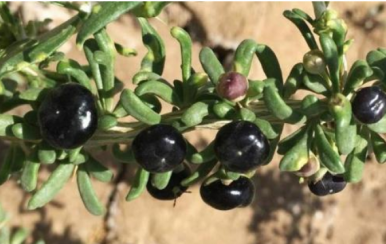 女吃黑枸杞淡斑抗皺，男吃黑枸杞提高性功能！